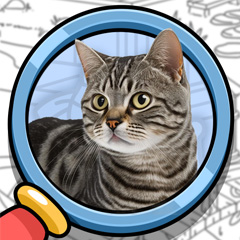 Find It Out: Oiiai Cat