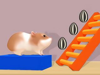 Hamster Stack Maze